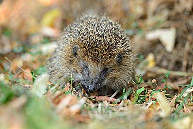 《艾尔登法环》新补丁上线 修复了一些让人讨厌的Bug